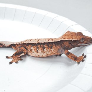 Tri Extreme Harlequin