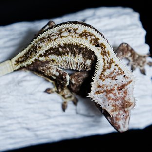 쿼드 풀핀 노멀