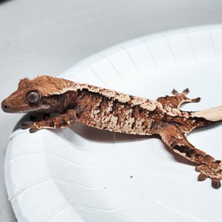 Tri Extreme Harlequin