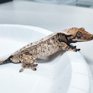 Tri Extreme Harlequin