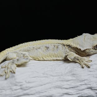 풀핀 릴리화이트