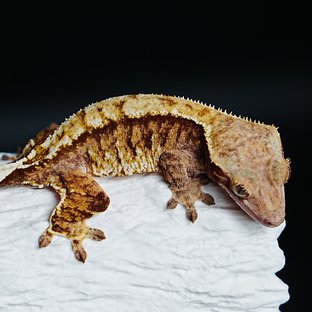 트라이 익스트림할리퀸