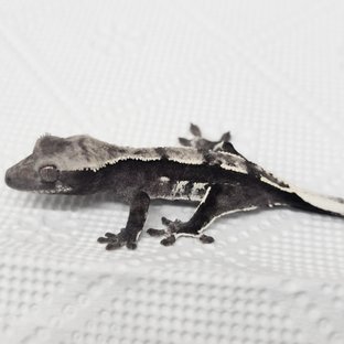 Sable Axanthic