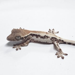 100% Het Axanthic LW Sable