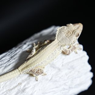 풀핀 솔리드백 릴리화이트