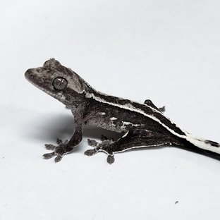 Sable Axanthic