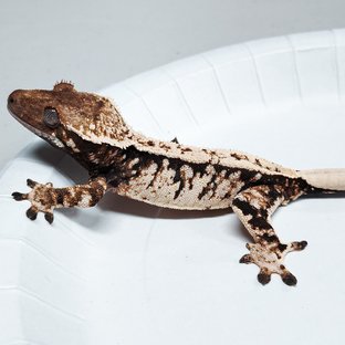 Tri Extreme Harlequin