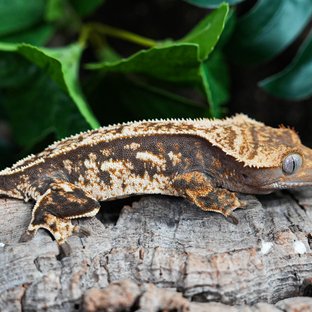 Tri Extreme Harlequin