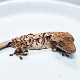 Tri Extreme Harlequin