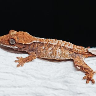 Tri Extreme Harlequin