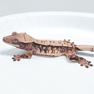 Tri Extreme Harlequin