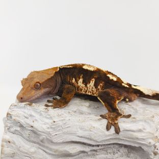 세이블