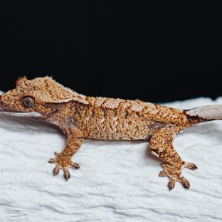 Tri Extreme Harlequin