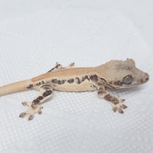 Lilly 100% Het Axanthic