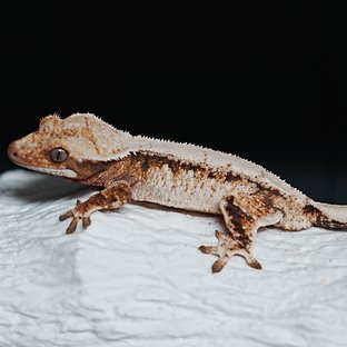 Tri Extreme Harlequin