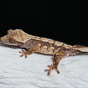 Tri Extreme Harlequin