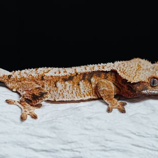 트라이 익스트림할리퀸