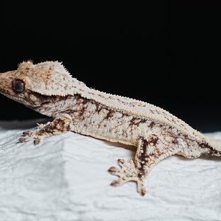 트라이 익스트림할리퀸