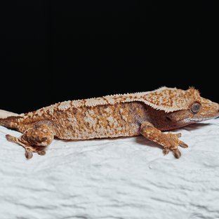 Tri Extreme Harlequin