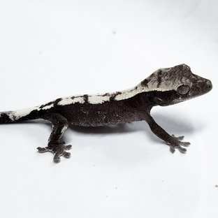 Axanthic