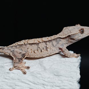 Tri Extreme Harlequin