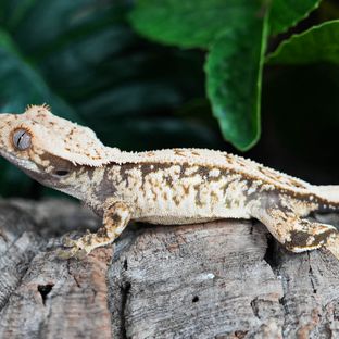 Tri Extreme Harlequin
