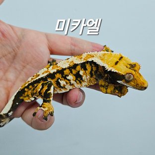 미카엘