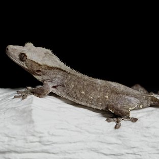 Axanthic