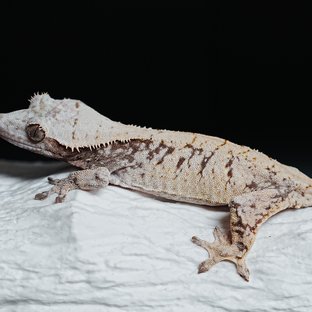 Tri Extreme Harlequin