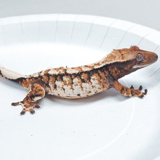 Tri Extreme Harlequin