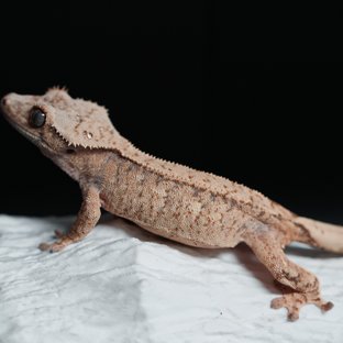 트라이 익스트림할리퀸