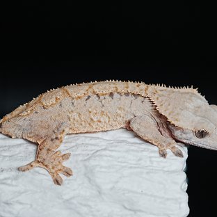 트라이 익스트림할리퀸