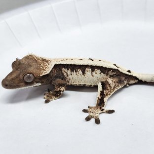 Full Pinstripe Sable