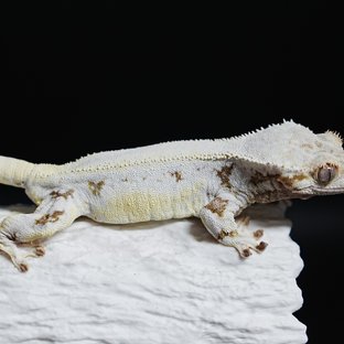 Full Pinstripe Solid Back Lilly White