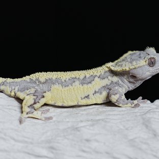 Sable Lilly Axanthic