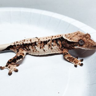 Tri Extreme Harlequin