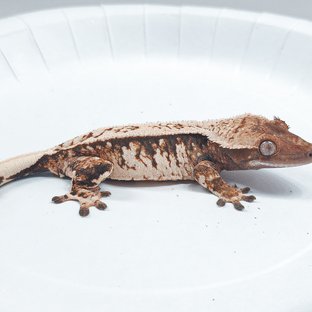 Tri Extreme Harlequin