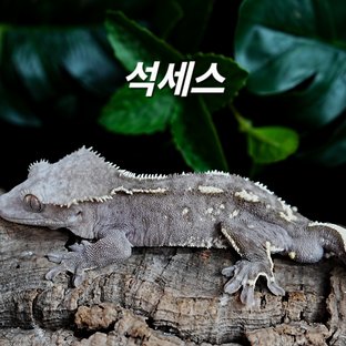 석세스