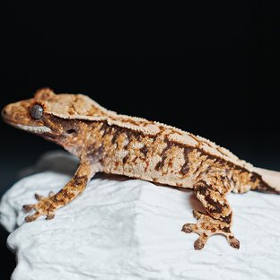 트라이 익스트림할리퀸