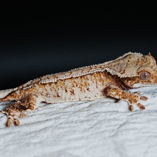 트라이 익스트림할리퀸