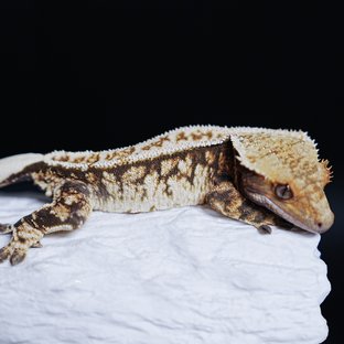 트라이 익스트림할리퀸