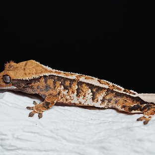 Tri Extreme Harlequin