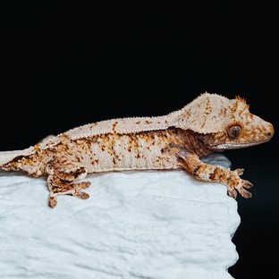 트라이 익스트림할리퀸