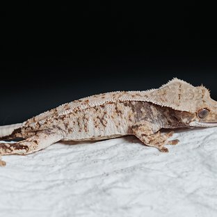 Tri Extreme Harlequin