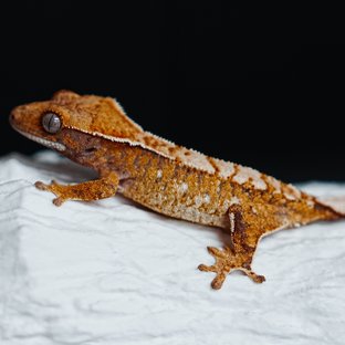 Tri Extreme Harlequin