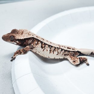 Tri Extreme Harlequin