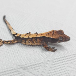 세이블
