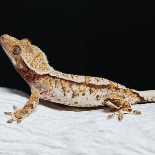Tri Extreme Harlequin