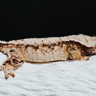 트라이 익스트림할리퀸