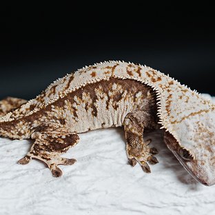 Tri Extreme Harlequin